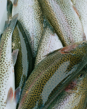 California Rainbow Trout with Dill & Sumac (B2)