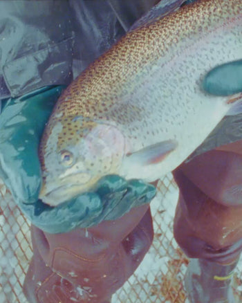 Smoked California Rainbow Trout (B2)