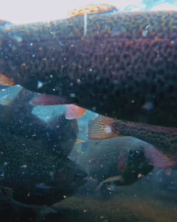 Trout Trio Bundle